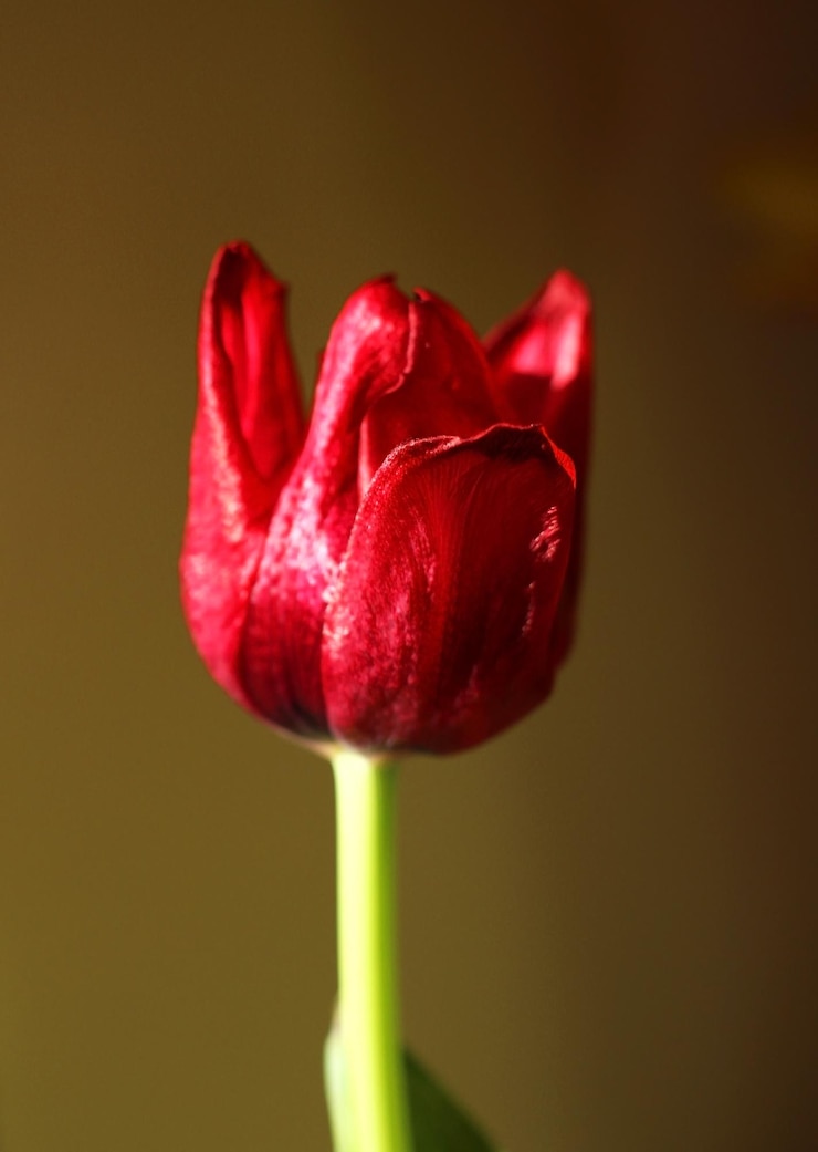 Foto fiore di tulipano rosso sbiadito su sfondo beige