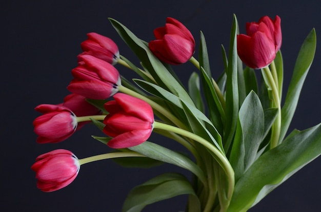 Fiore di tulipano rosso su sfondo nero