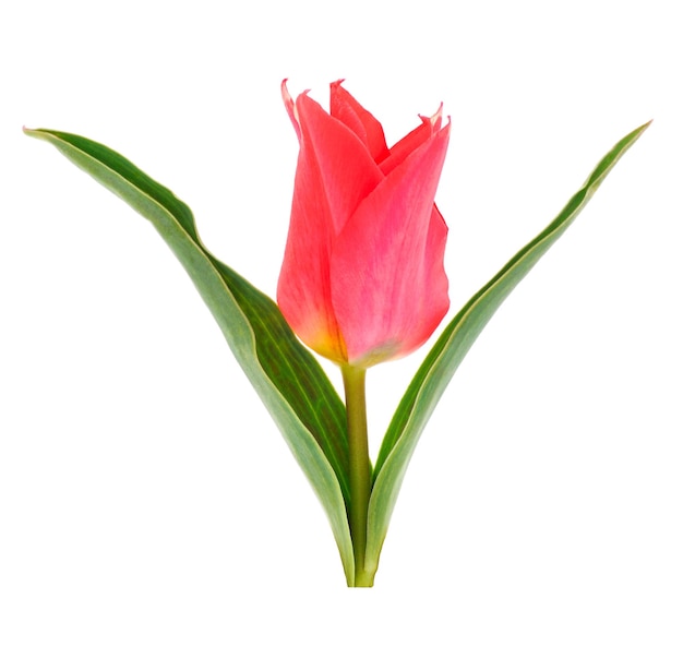 Fiore di tulipano singolo