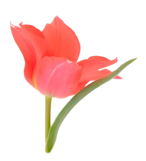 Fiore di tulipano singolo