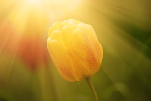 Fiore di tulipano singolo