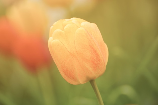 Fiore di tulipano singolo