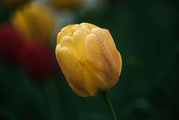 Fiore di tulipano singolo