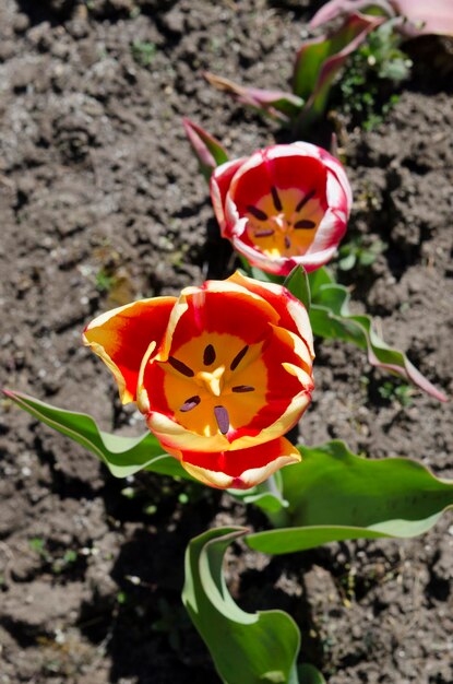 Fiore di tulipano Tulipani rossi e gialli recentemente fioriti con foglie ben verdi sul terreno