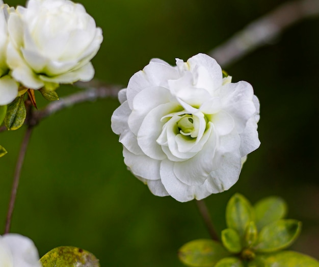 Fiore di un'azalea bianca