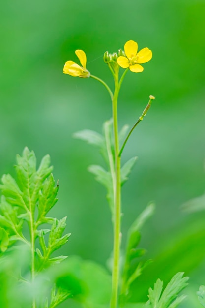 Fiore di un colza Brassica napus isolato su sfondo bianco