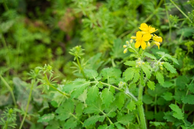 Fiore di un colza Brassica napus isolato su sfondo bianco