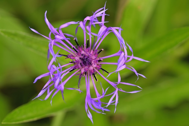 fiore di un fiore