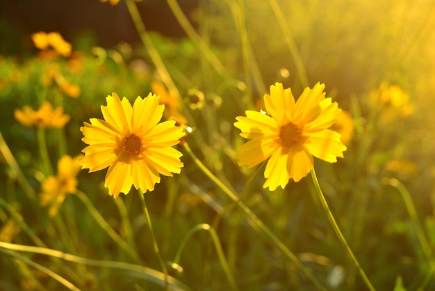 Fiore di una margherita gialla in giardino sullo sfondo del tramonto e del sole