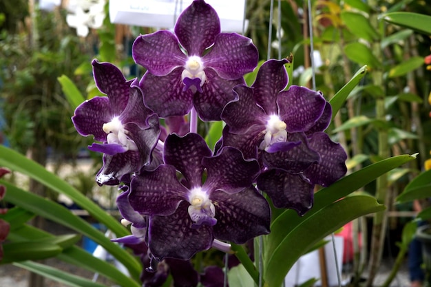 Fiore di Vanda hookerriana. Bella orchidea.