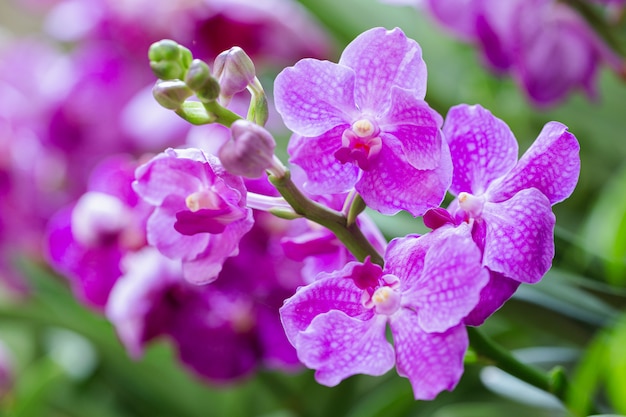 Fiore di Vanda Orchid in giardino.