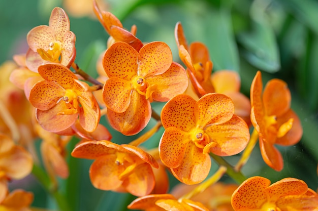 Fiore di Vanda Orchid in giardino