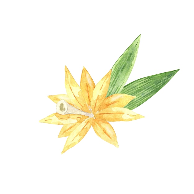 Fiore di vaniglia con bastoncini e foglie verdi