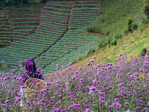 Fiore di verbena. Verbena sfondo fiore rosa e viola