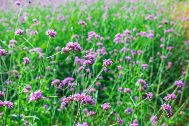 Fiore di verbena vintage