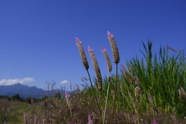 fiore di vetro in natura contro il cielo blu