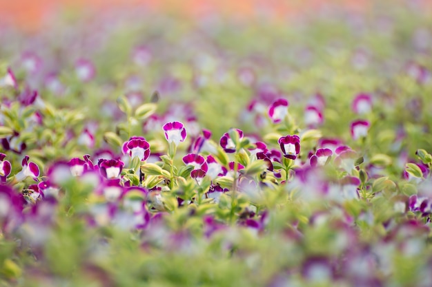 Fiore di Wishbone (Torenia fournieri) in giardino