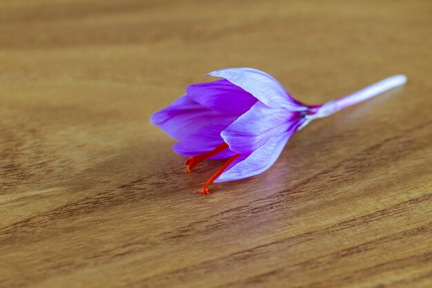 Fiore di zafferano fresco su uno sfondo di legno. L'uso dello zafferano in medicina, cucina, cosmetologia