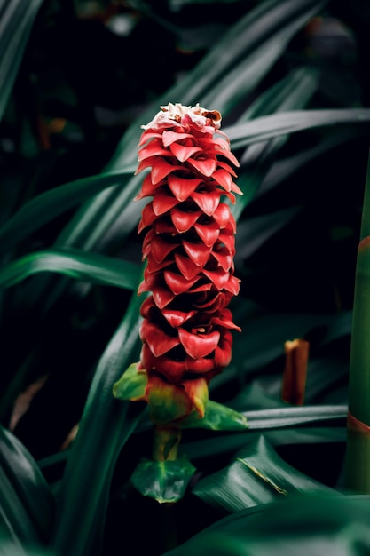 Fiore di zenzero rosso su sfondo verde scuro