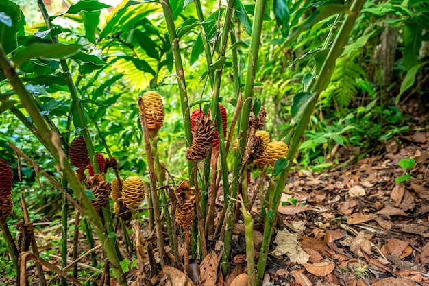 Fiore di Zingiber nella foresta tropicale