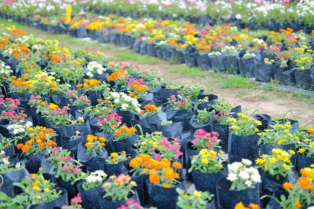 Fiore di zinnia colorato in crescita in fattoria flora. coltivazione di fiori