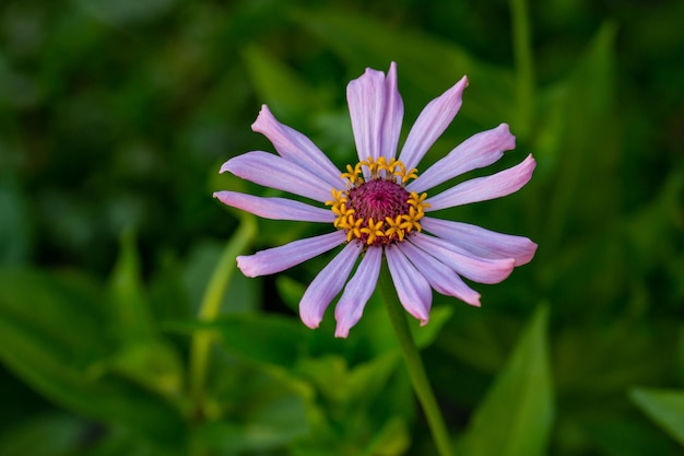 Fiore di zinnia in fiore con petali viola fotografia ravvicinata in estate