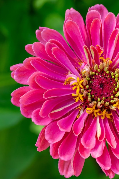 Fiore di zinnia lilla in fiore su sfondo verde in una fotografia macro di un giorno d'estate.