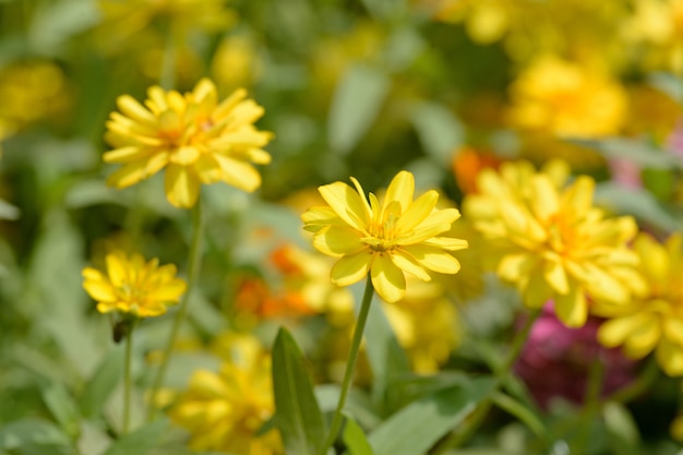 Fiore di zinnia nel parco