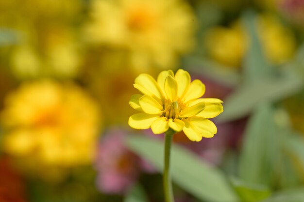 Fiore di zinnia nel parco