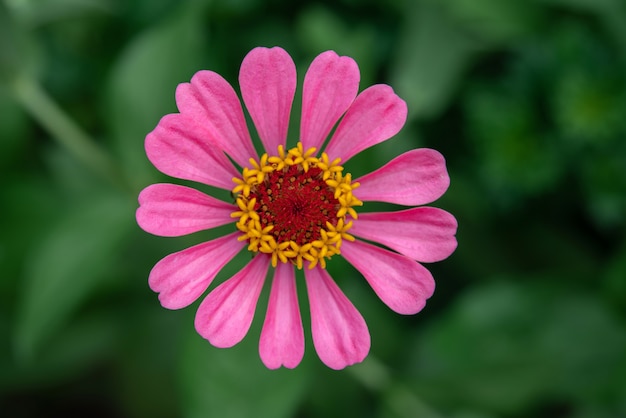 Fiore di zinnia viola brillante sulla vista dall'alto del letto di fiori, piante facili da coltivare nel giardino all'aperto, bellissimi fiori da giardino estivi