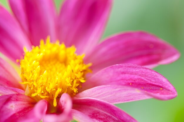 fiore di zinnia