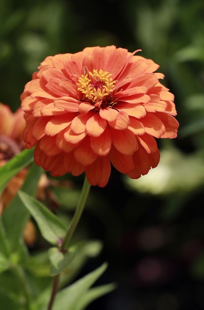 Fiore di zinnia