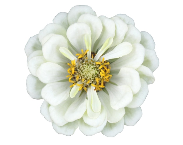 fiore di zinnia