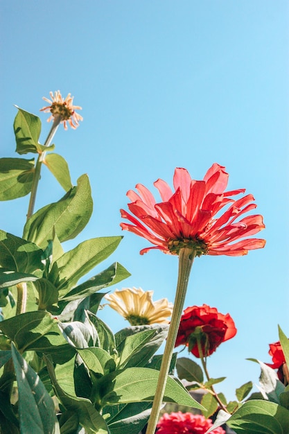 fiore di zinnia