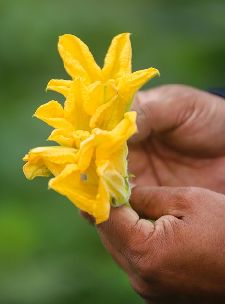 Fiore di zucca commestibile