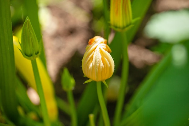 Fiore di zucca giallo brillante tra fogliame verde brillante