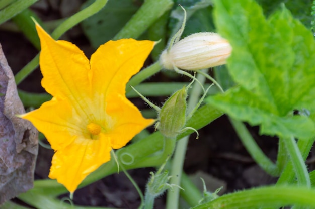 Fiore di zucca in una bella giornata di primavera