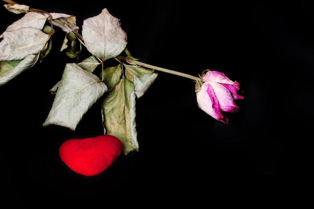 Fiore disidratato e cuore di peluche rosso su una superficie nera. Avvicinamento