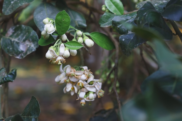 fiore e foglia di bergamotto