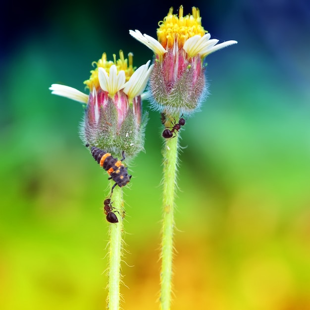 Fiore e formica