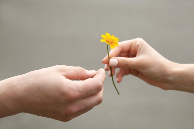 Fiore e mani umane su sfondo sfocato