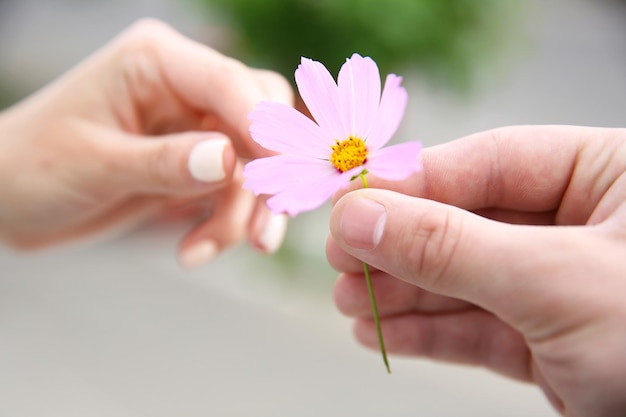 Fiore e mani umane su sfondo sfocato