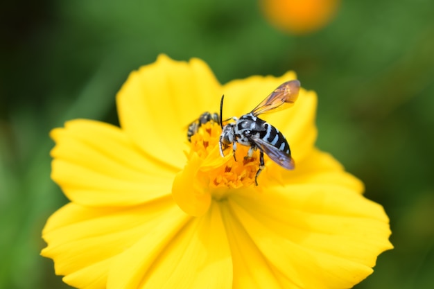 fiore e mosca