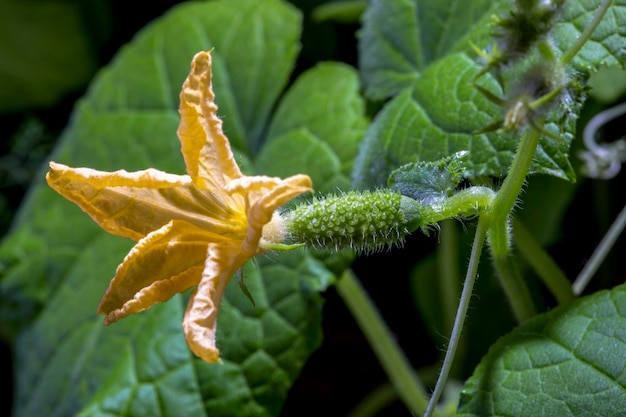 Fiore e ovaio di un giovane cetriolo primo piano