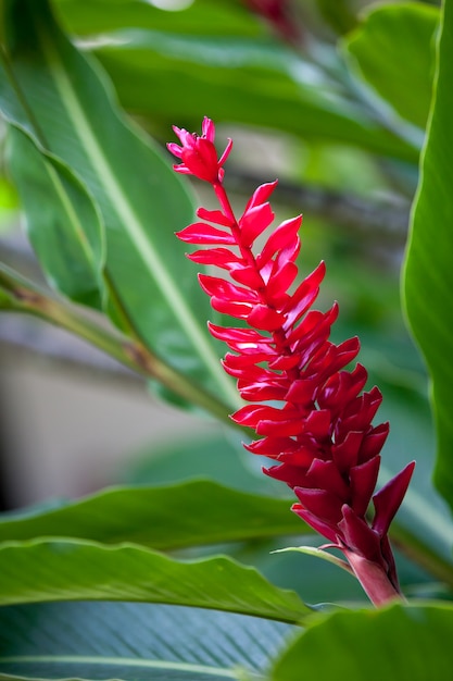 Fiore esotico rosso con molte foglie verdi