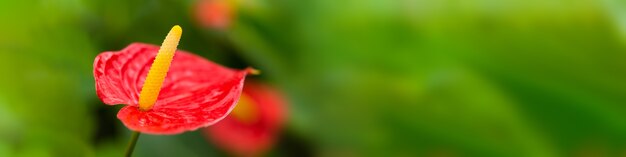 Fiore esotico rosso su sfondo verde