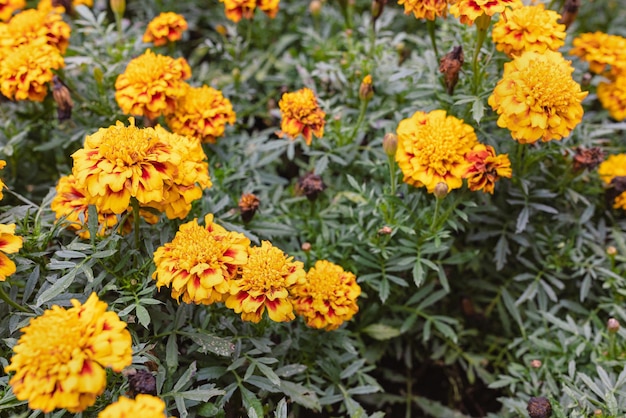 Fiore estivo giallo tagete o sfondo tagetes