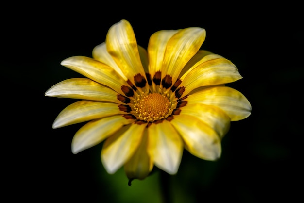 Fiore estivo giallo