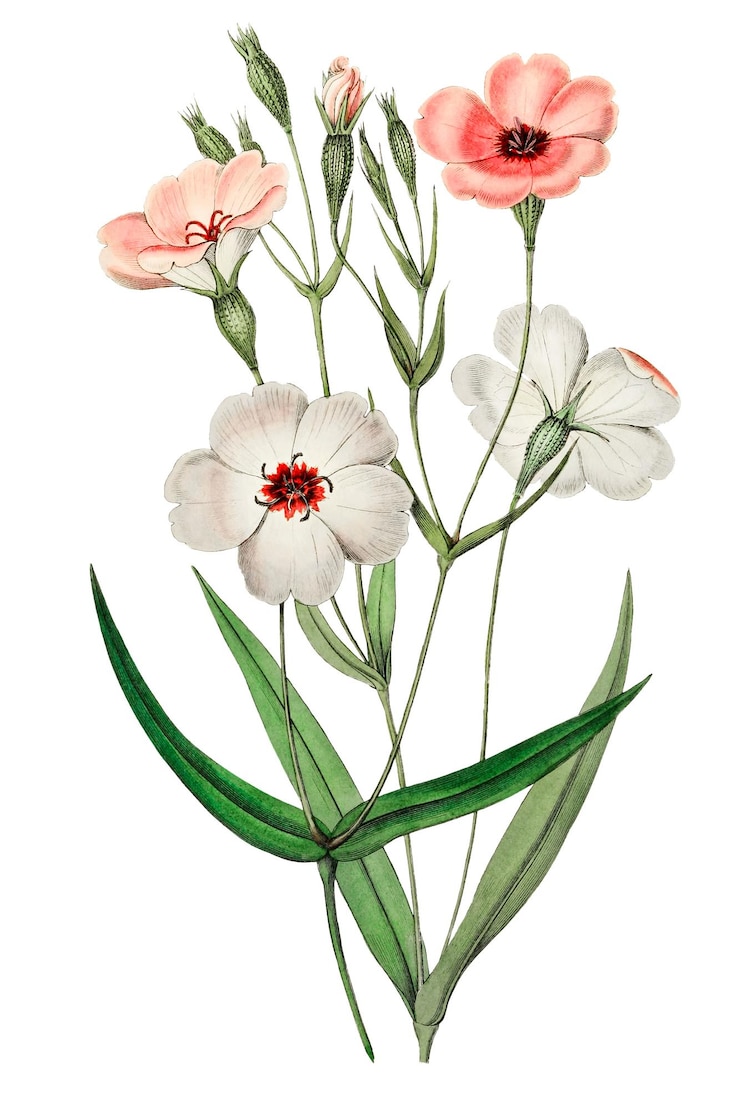 Foto fiore estivo viscaria rosa png illustrazione vintage