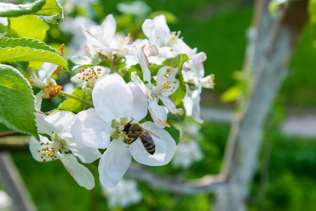 Fiore favoloso sugli alberi in giardino